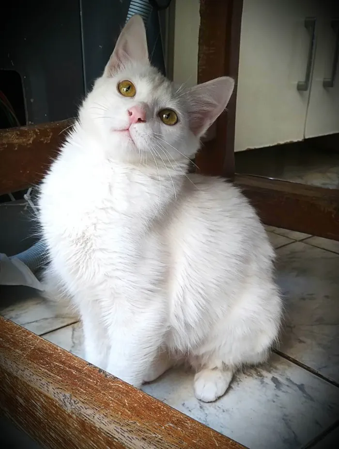 Gato ra a srd idade 1 ano nome Eva