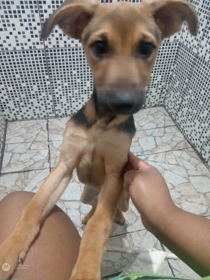 Cachorro ra a Sem raça definida  idade 2 a 6 meses nome Maylo