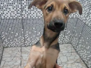 Cachorro raça Sem raça definida  idade 2 a 6 meses nome Maylo