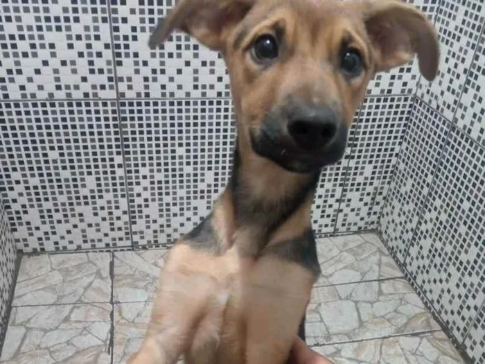 Cachorro ra a Sem raça definida  idade 2 a 6 meses nome Maylo