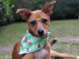 Cachorro raça  idade 2 a 6 meses nome Juma 