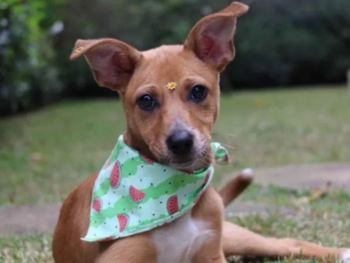 Cachorro raça  idade 2 a 6 meses nome Juma 