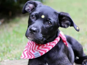 Cachorro raça  idade 2 a 6 meses nome Marruá