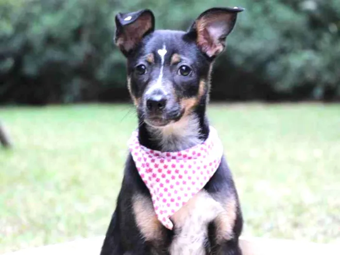 Cachorro raça  idade 2 a 6 meses nome Rute