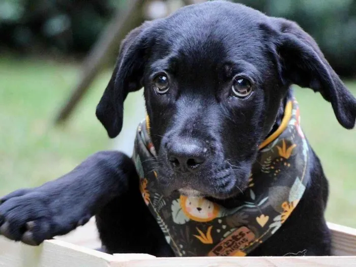 Cachorro raça  idade 2 a 6 meses nome Tadeu 