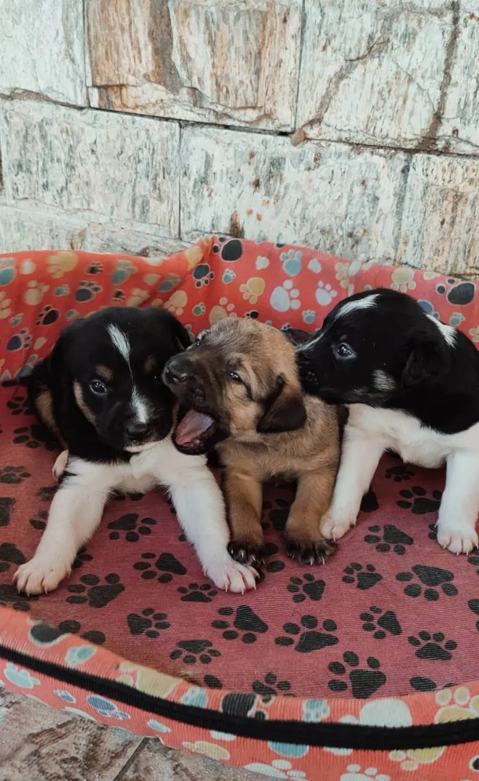Cachorro raça Sem raça  idade Abaixo de 2 meses nome Sem nome