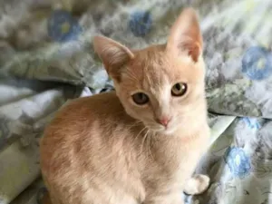 Gato raça srd idade Abaixo de 2 meses nome Nelinho