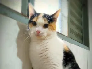 Gato raça srd idade 2 a 6 meses nome Vectra
