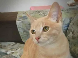 Gato raça Srd idade 2 a 6 meses nome Nelinho