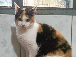 Gato raça srd idade 2 a 6 meses nome vectra