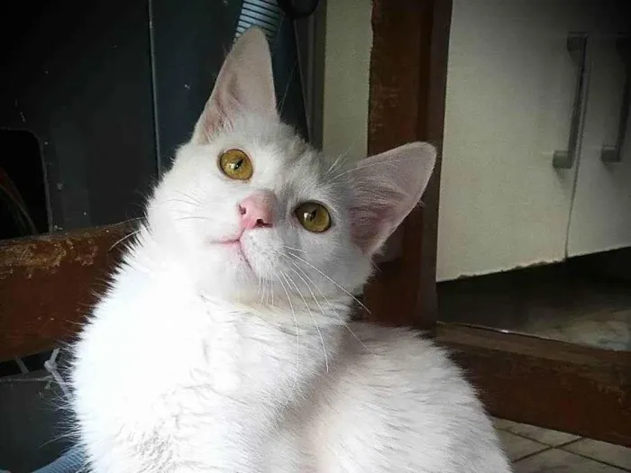 Gato ra a srd idade 1 ano nome Eva