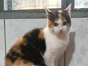 Gato raça srd idade 2 a 6 meses nome vectra