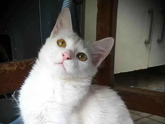 Gato ra a srd idade 1 ano nome Eva