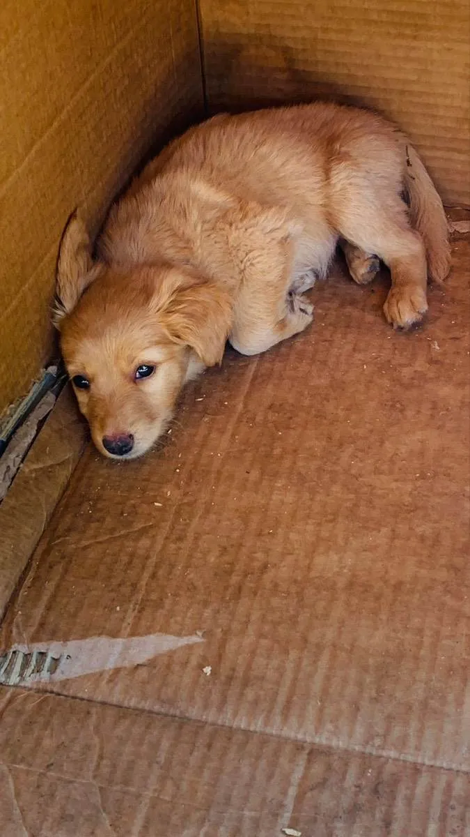 Cachorro ra a Hottweiler com vira-lata  idade Abaixo de 2 meses nome Sem nome 