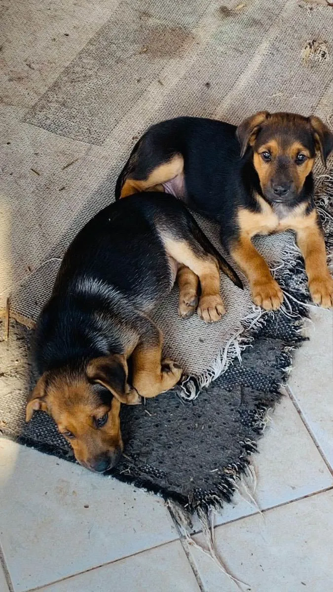 Cachorro ra a Hottweiler com vira-lata  idade Abaixo de 2 meses nome Sem nome 