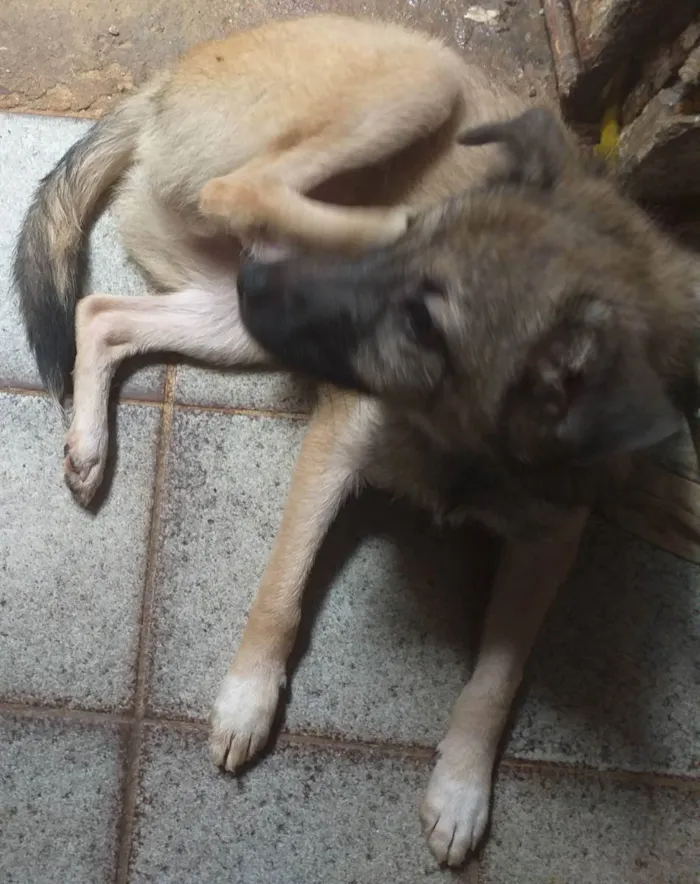 Cachorro ra a Não sei idade 2 a 6 meses nome Spak