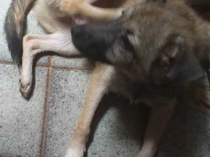 Cachorro ra a Não sei idade 2 a 6 meses nome Spak