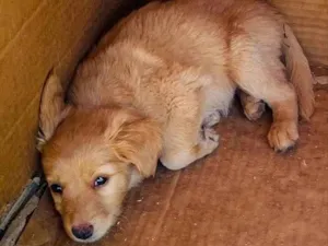 Cachorro raça Hottweiler com vira-lata  idade Abaixo de 2 meses nome Sem nome 