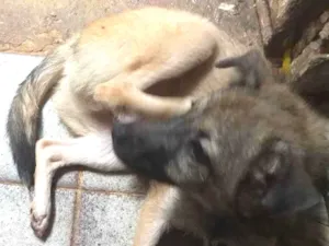 Cachorro raça Não sei idade 2 a 6 meses nome Spak