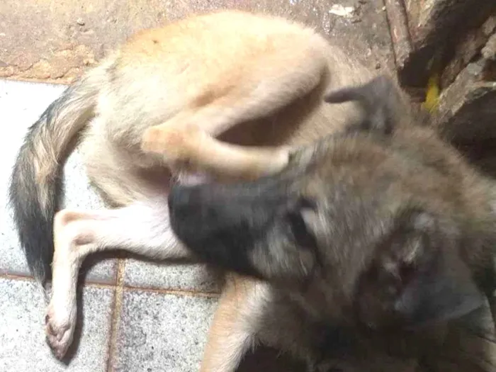 Cachorro ra a Não sei idade 2 a 6 meses nome Spak