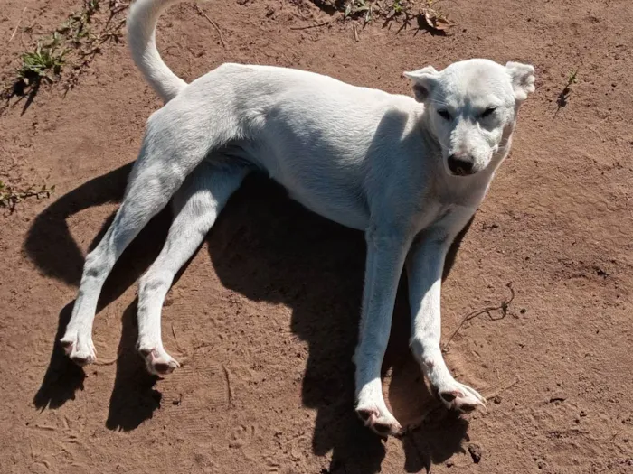 Cachorro ra a  idade 7 a 11 meses nome Urso, Neve, Dheni