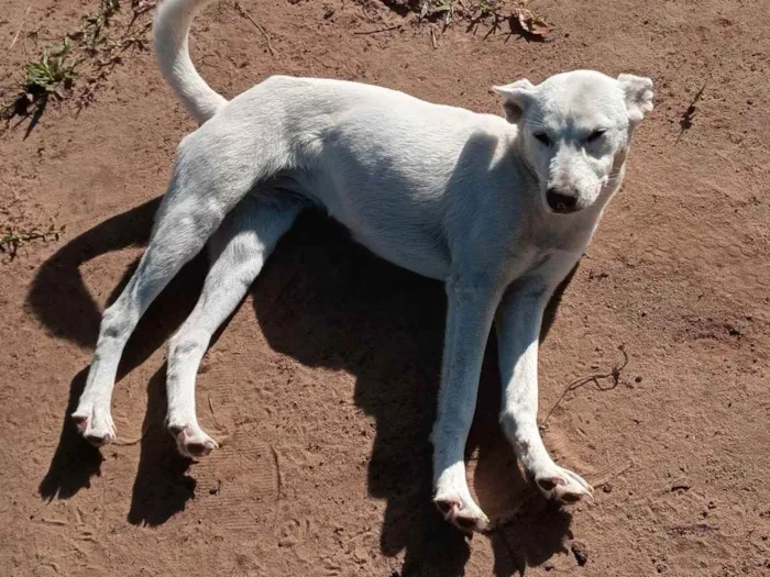 Cachorro ra a  idade 7 a 11 meses nome Urso, Neve, Dheni