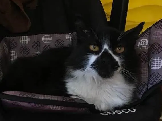 Gato raça Angorá  idade 6 ou mais anos nome Luis Otávio 
