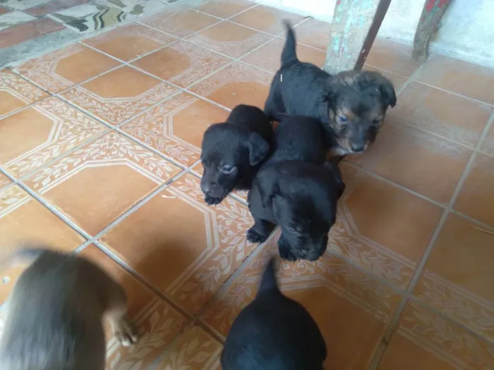 Cachorro ra a Indefinida  idade Abaixo de 2 meses nome Não tem nome 