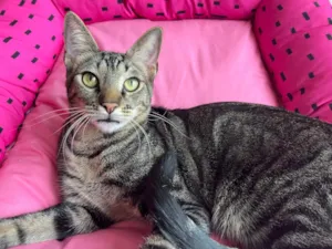 Gato raça SRD idade 7 a 11 meses nome ALECRIM