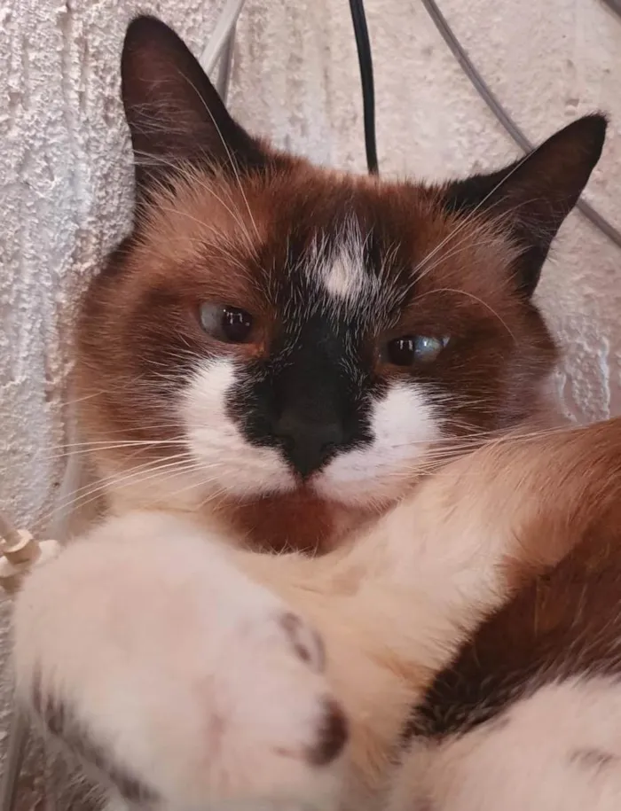 Gato ra a SRD idade 1 ano nome MILK SHAKE