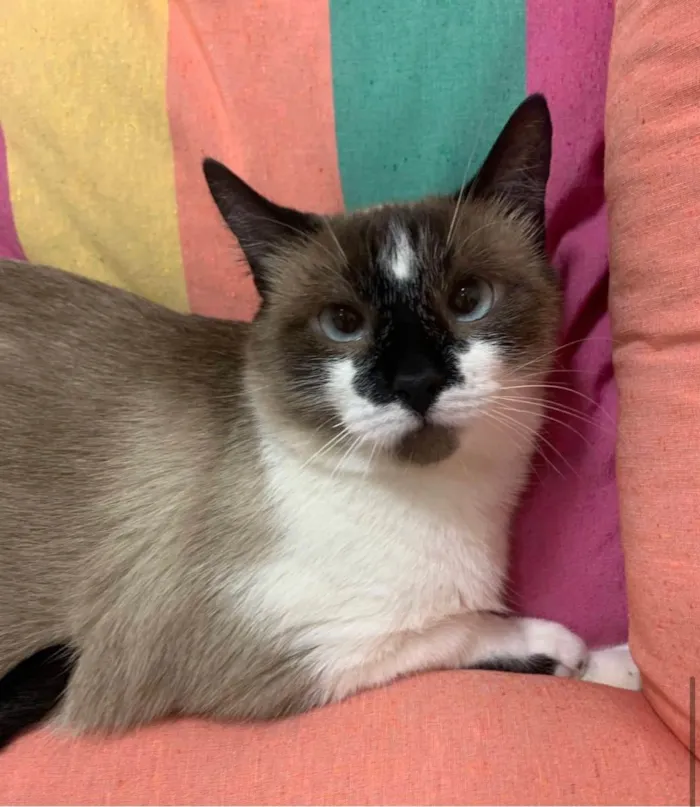 Gato ra a SRD idade 1 ano nome MILK SHAKE