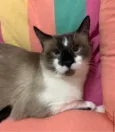 MILK SHAKE
