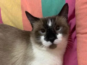 Gato raça SRD idade 1 ano nome MILK SHAKE