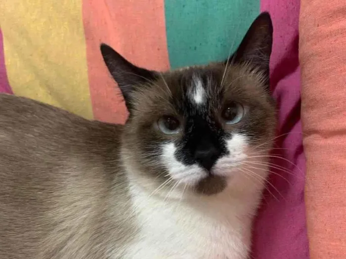 Gato ra a SRD idade 1 ano nome MILK SHAKE