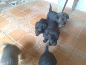 Cachorro raça Indefinida  idade Abaixo de 2 meses nome Não tem nome 