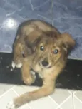 Raji