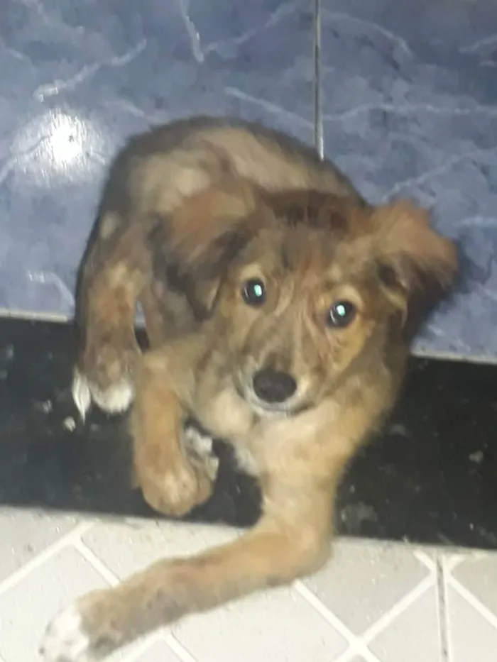Cachorro raça Srd idade 1 ano nome Raji