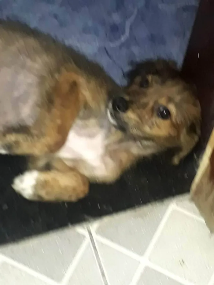 Cachorro raça Srd idade 1 ano nome Raji