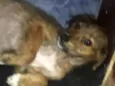 Raji