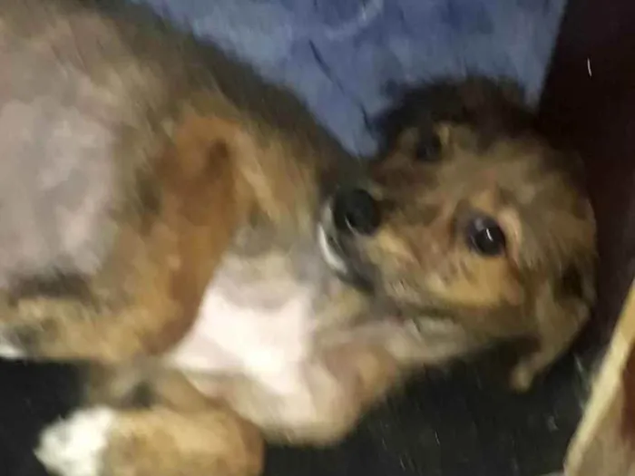 Cachorro raça Srd idade 1 ano nome Raji