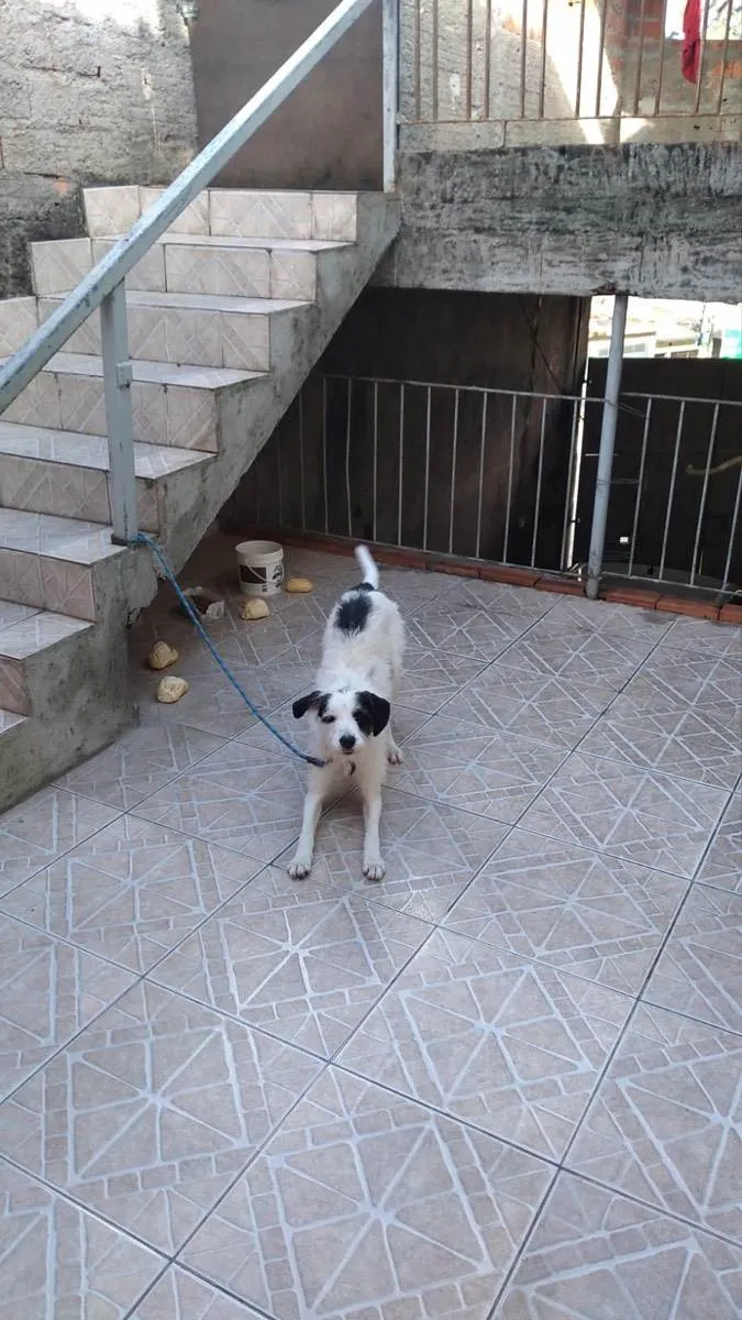 Cachorro ra a  idade 1 ano nome Dominó 