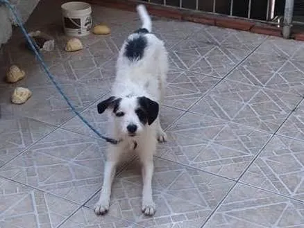 Cachorro ra a  idade 1 ano nome Dominó 