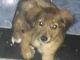 Raji