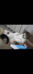 Gato raça SRD idade Abaixo de 2 meses nome Ivy e Pedro