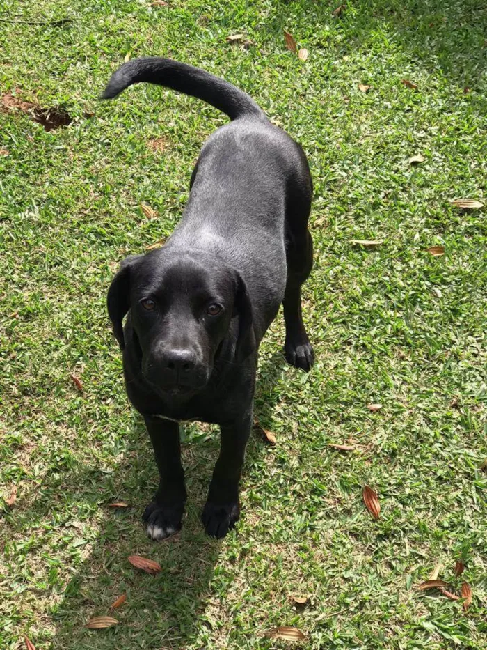 Cachorro ra a Vira lata idade 7 a 11 meses nome Biriba