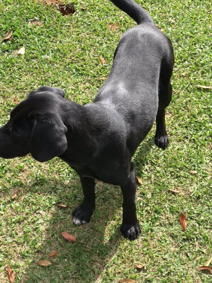 Cachorro ra a Vira lata idade 7 a 11 meses nome Biriba