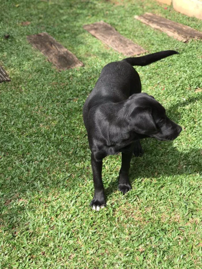 Cachorro ra a Vira lata idade 7 a 11 meses nome Biriba