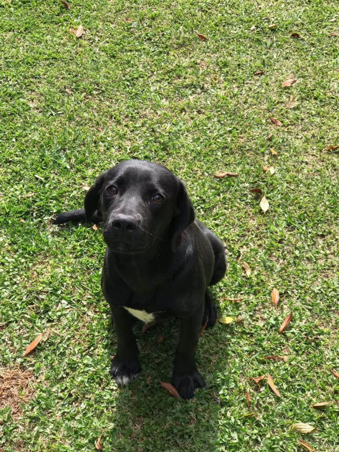 Cachorro ra a Vira lata idade 7 a 11 meses nome Biriba