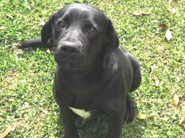 Cachorro ra a Vira lata idade 7 a 11 meses nome Biriba