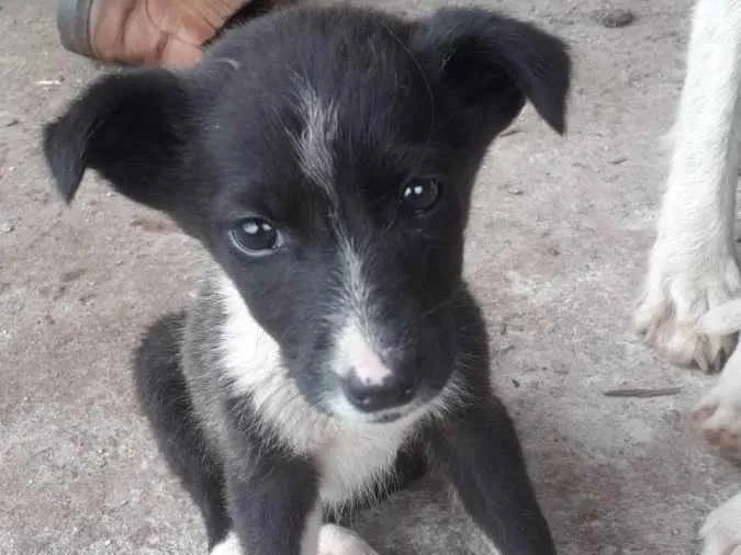 Cachorro ra a SRD idade 2 a 6 meses nome :)